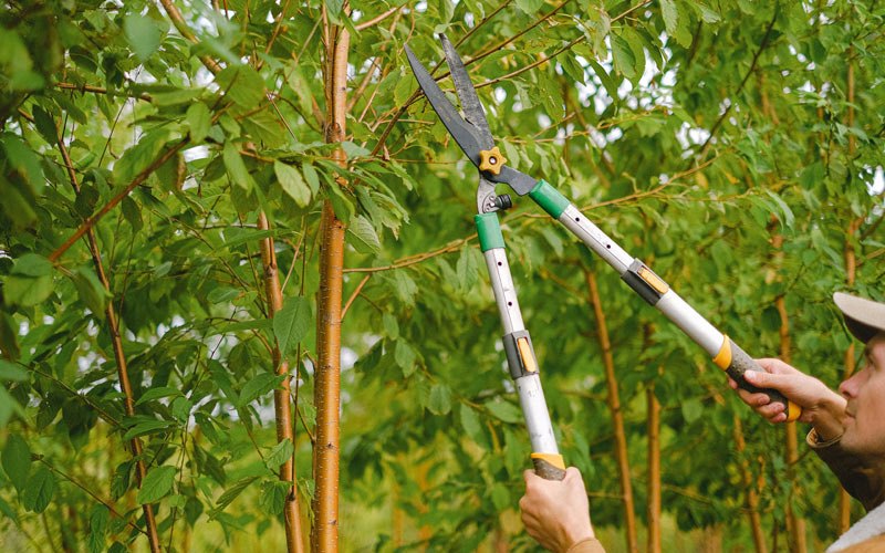 Tree trimming in Karluk, AK